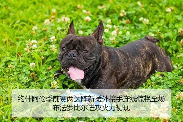 约什阿伦季前赛两达阵新援外接手连线惊艳全场 布法罗比尔进攻火力初现